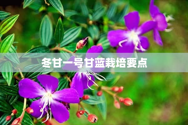 冬甘一号甘蓝栽培要点