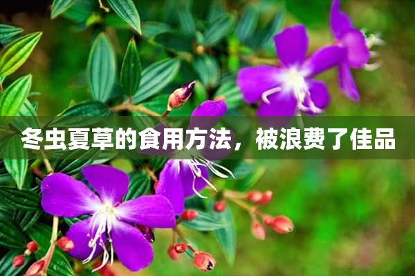 冬虫夏草的食用方法，被浪费了佳品