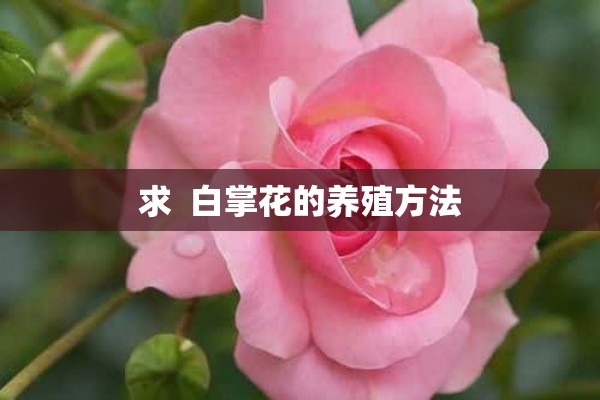 求  白掌花的养殖方法