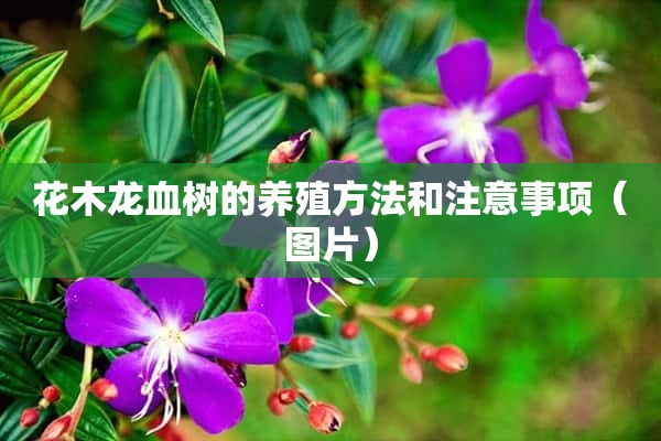 花木龙血树的养殖方法和注意事项（图片）