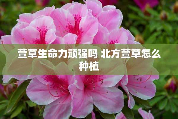 萱草生命力顽强吗 北方萱草怎么种植