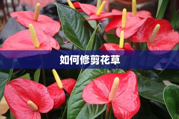 如何修剪花草