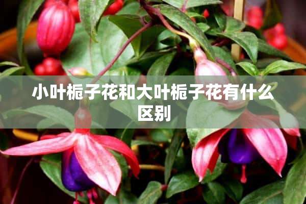 小叶栀子花和大叶栀子花有什么区别