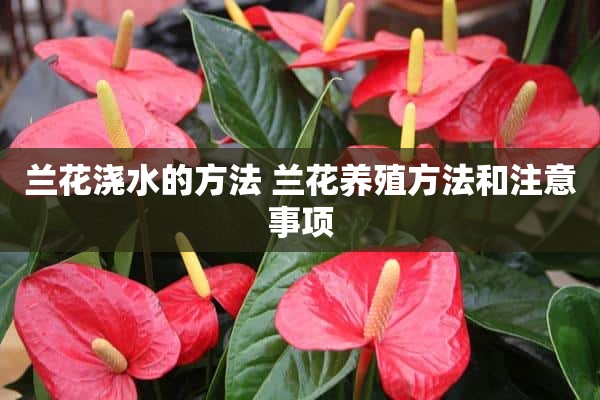 兰花浇水的方法 兰花养殖方法和注意事项