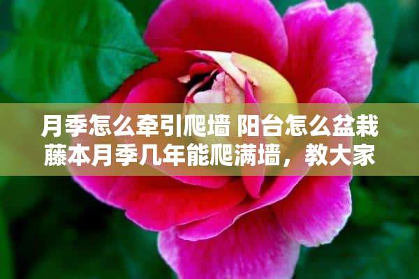 月季怎么牵引爬墙 阳台怎么盆栽藤本月季几年能爬满墙，教大家一招牵引藤