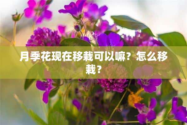 月季花现在移栽可以嘛？怎么移栽？