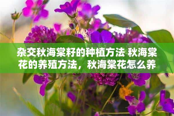 杂交秋海棠籽的种植方法 秋海棠花的养殖方法，秋海棠花怎么养