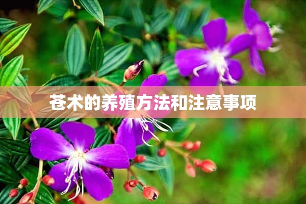 苍术的养殖方法和注意事项