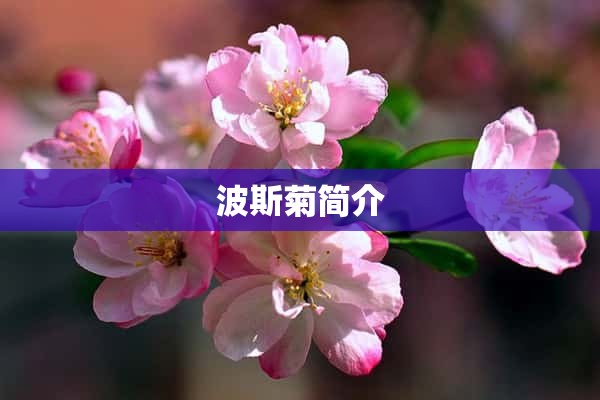 波斯菊简介