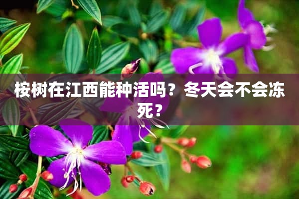 桉树在江西能种活吗？冬天会不会冻死？