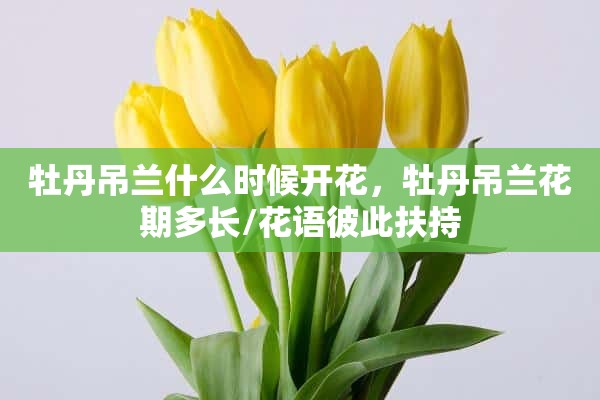 牡丹吊兰什么时候开花，牡丹吊兰花期多长/花语彼此扶持