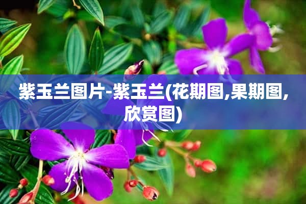 紫玉兰图片-紫玉兰(花期图,果期图,欣赏图)