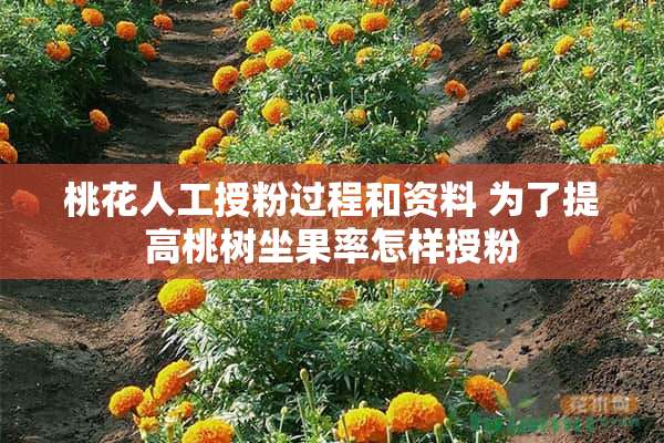 桃花人工授粉过程和资料 为了提高桃树坐果率怎样授粉