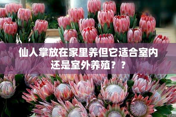 仙人掌放在家里养但它适合室内还是室外养殖？？