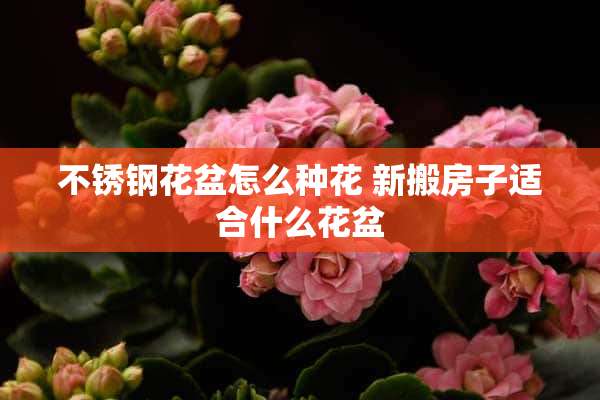 不锈钢花盆怎么种花 新搬房子适合什么花盆