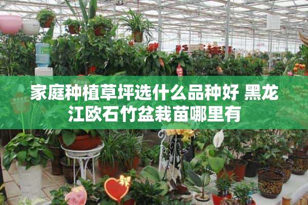 家庭种植草坪选什么品种好 黑龙江欧石竹盆栽苗哪里有