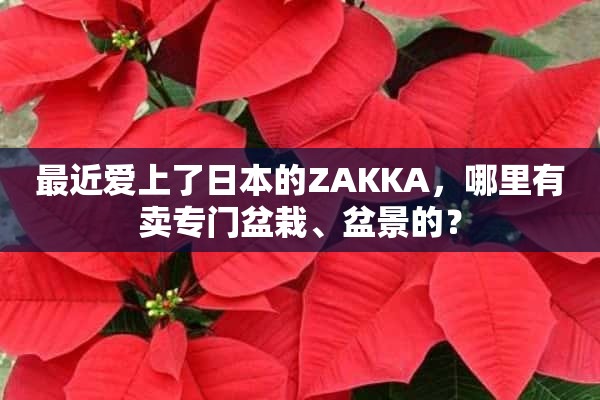 最近爱上了日本的ZAKKA，哪里有卖专门盆栽、盆景的？