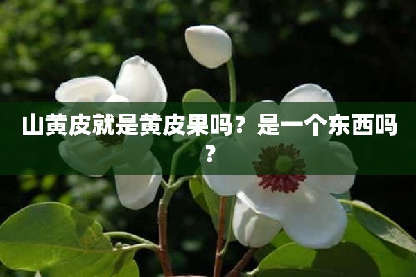 山黄皮就是黄皮果吗？是一个东西吗？