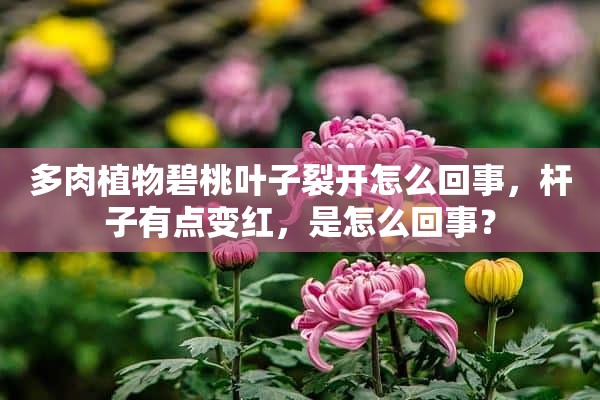 多肉植物碧桃叶子裂开怎么回事，杆子有点变红，是怎么回事？