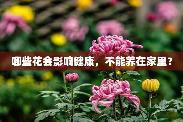 哪些花会影响健康，不能养在家里？