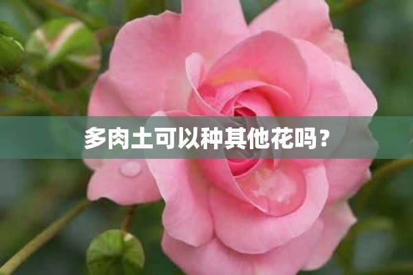 多肉土可以种其他花吗？