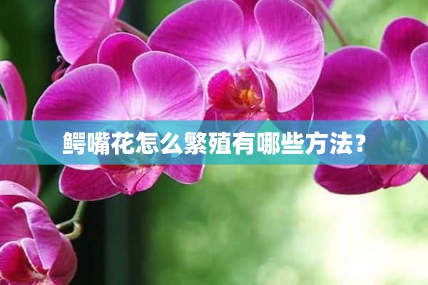 鳄嘴花怎么繁殖有哪些方法？