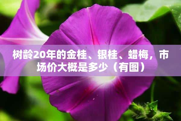 树龄20年的金桂、银桂、蜡梅，市场价大概是多少（有图）