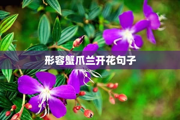 形容蟹爪兰开花句子