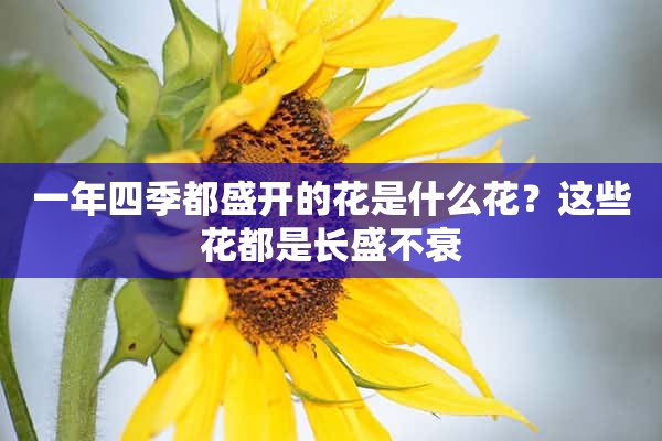 一年四季都盛开的花是什么花？这些花都是长盛不衰