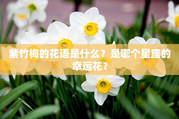 紫竹梅的花语是什么？是哪个星座的幸运花？