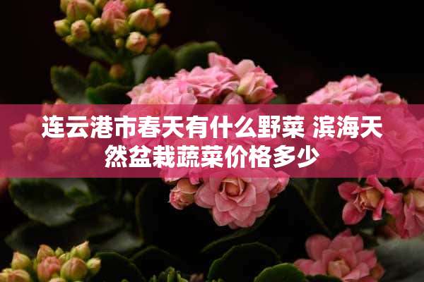 连云港市春天有什么野菜 滨海天然盆栽蔬菜价格多少