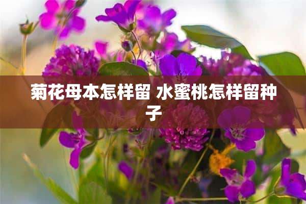 菊花母本怎样留 水蜜桃怎样留种子