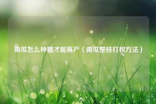 南瓜怎么种植才能高产（南瓜整枝打杈方法） 花卉