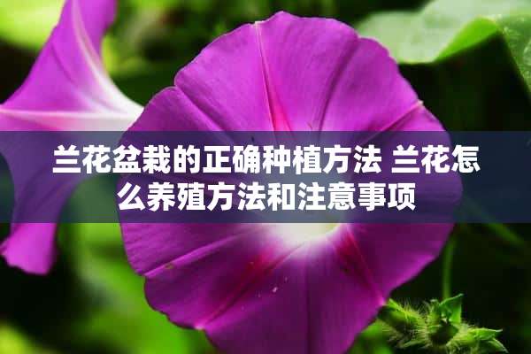 兰花盆栽的正确种植方法 兰花怎么养殖方法和注意事项