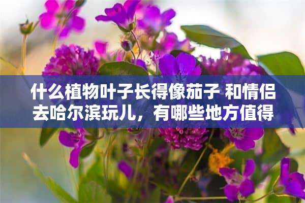 什么植物叶子长得像茄子 和情侣去哈尔滨玩儿，有哪些地方值得推荐