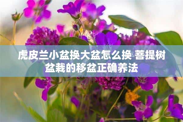 虎皮兰小盆换大盆怎么换 菩提树盆栽的移盆正确养法