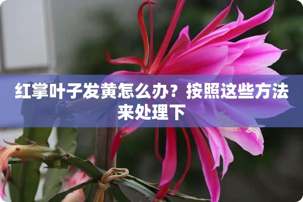 红掌叶子发黄怎么办？按照这些方法来处理下