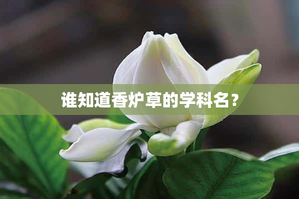 谁知道香炉草的学科名？