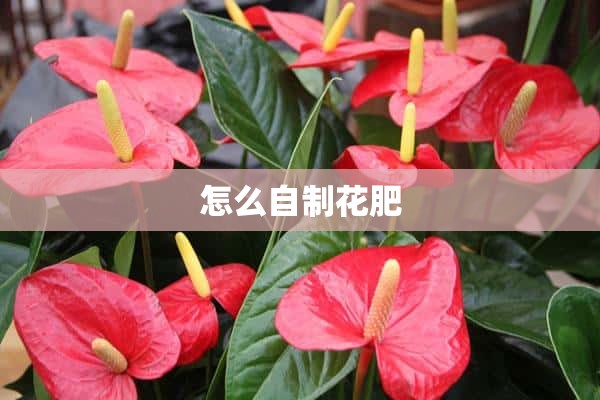 怎么自制花肥