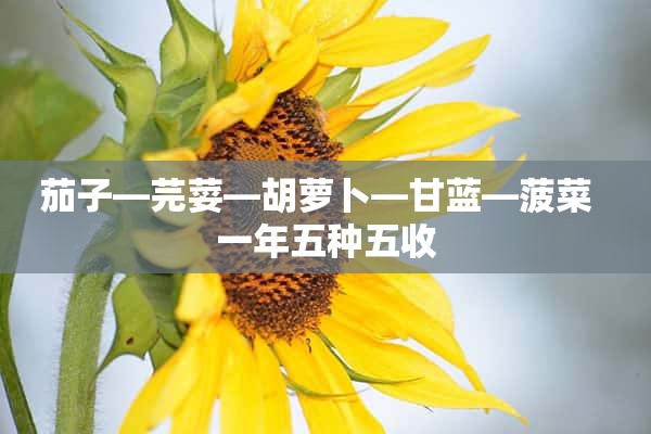 茄子—芫荽—胡萝卜—甘蓝—菠菜  一年五种五收