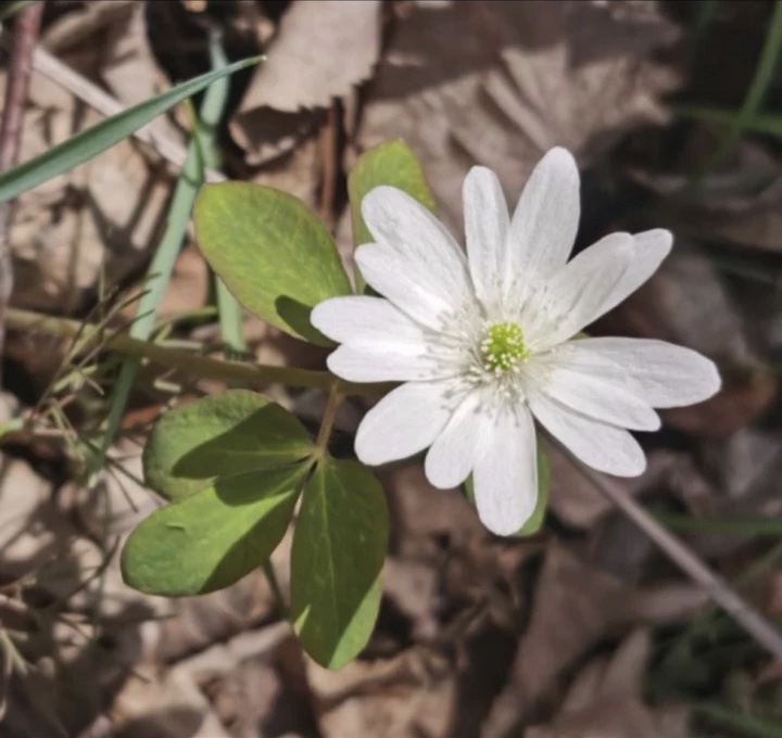 多被银莲花