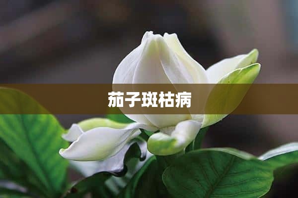 茄子斑枯病