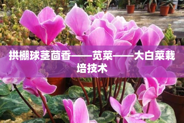 拱棚球茎茴香——苋菜——大白菜栽培技术