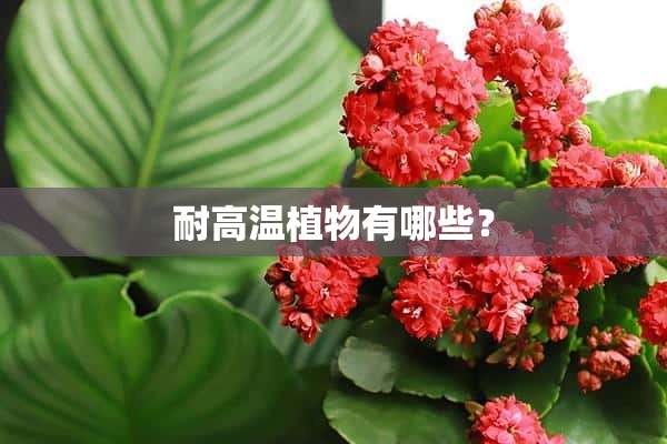 耐高温植物有哪些？