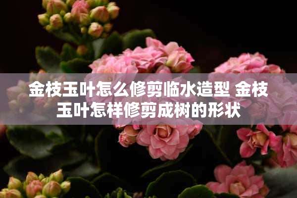 金枝玉叶怎么修剪临水造型 金枝玉叶怎样修剪成树的形状