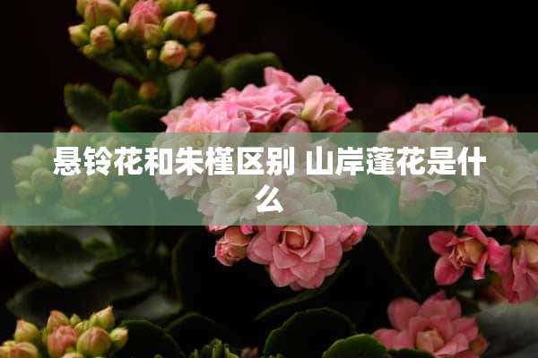 悬铃花和朱槿区别 山岸蓬花是什么