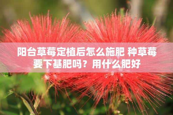 阳台草莓定植后怎么施肥 种草莓要下基肥吗？用什么肥好