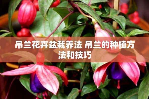 吊兰花卉盆栽养法 吊兰的种植方法和技巧