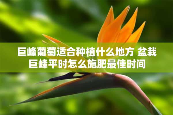 巨峰葡萄适合种植什么地方 盆栽巨峰平时怎么施肥最佳时间