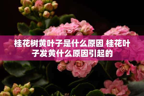 桂花树黄叶子是什么原因 桂花叶子发黄什么原因引起的